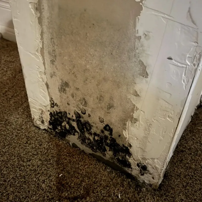 Professional Mold Removal in West DeLand, FL